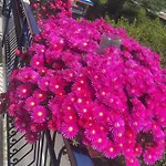 Bougainvillea Relais
