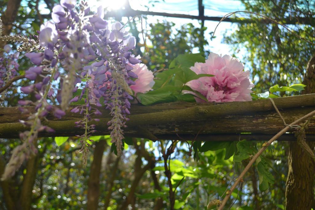 Bed & Breakfast Experience Sorrento