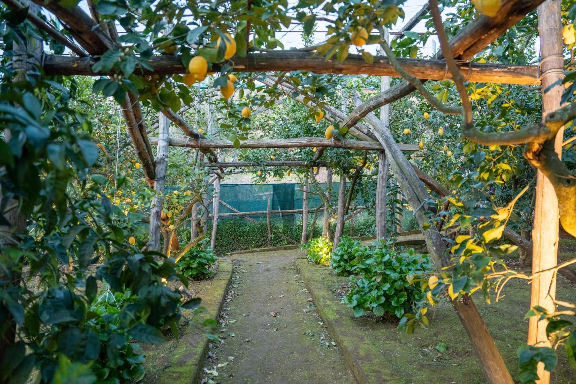 Margherita Garden