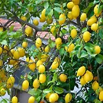 Il Giardino Segreto