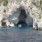 Sorrento Nest Rose
