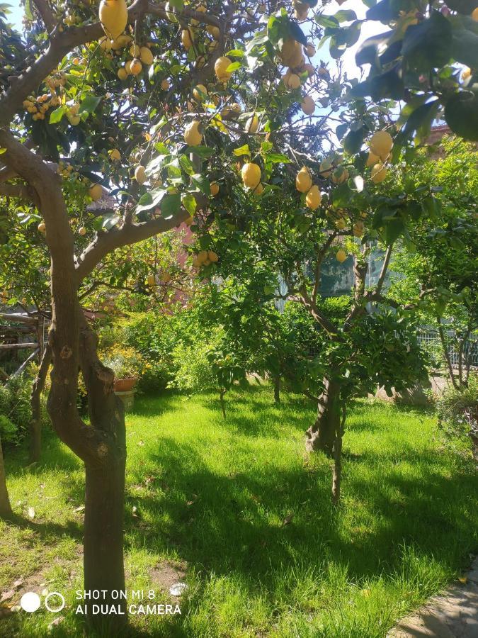 Sweet Sorrento
