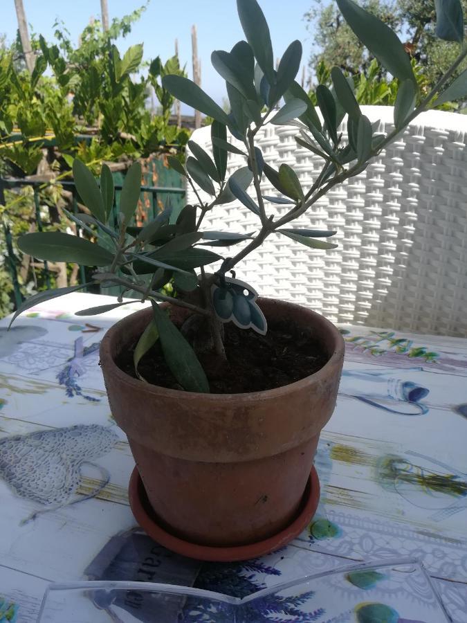Casa Vacanza L'ulivo *