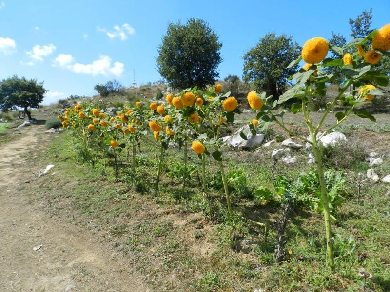 Azienda Agricola Fattoria Terranov Farm stay