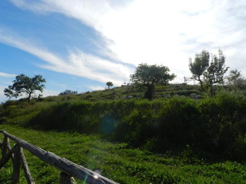 Azienda Agricola Fattoria Terranov *