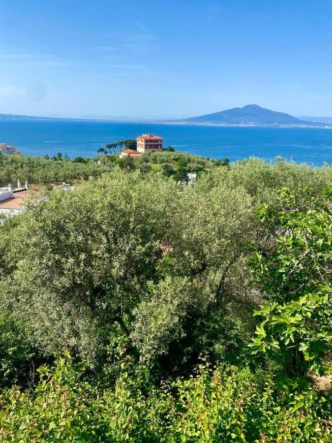 Firefly Sorrento