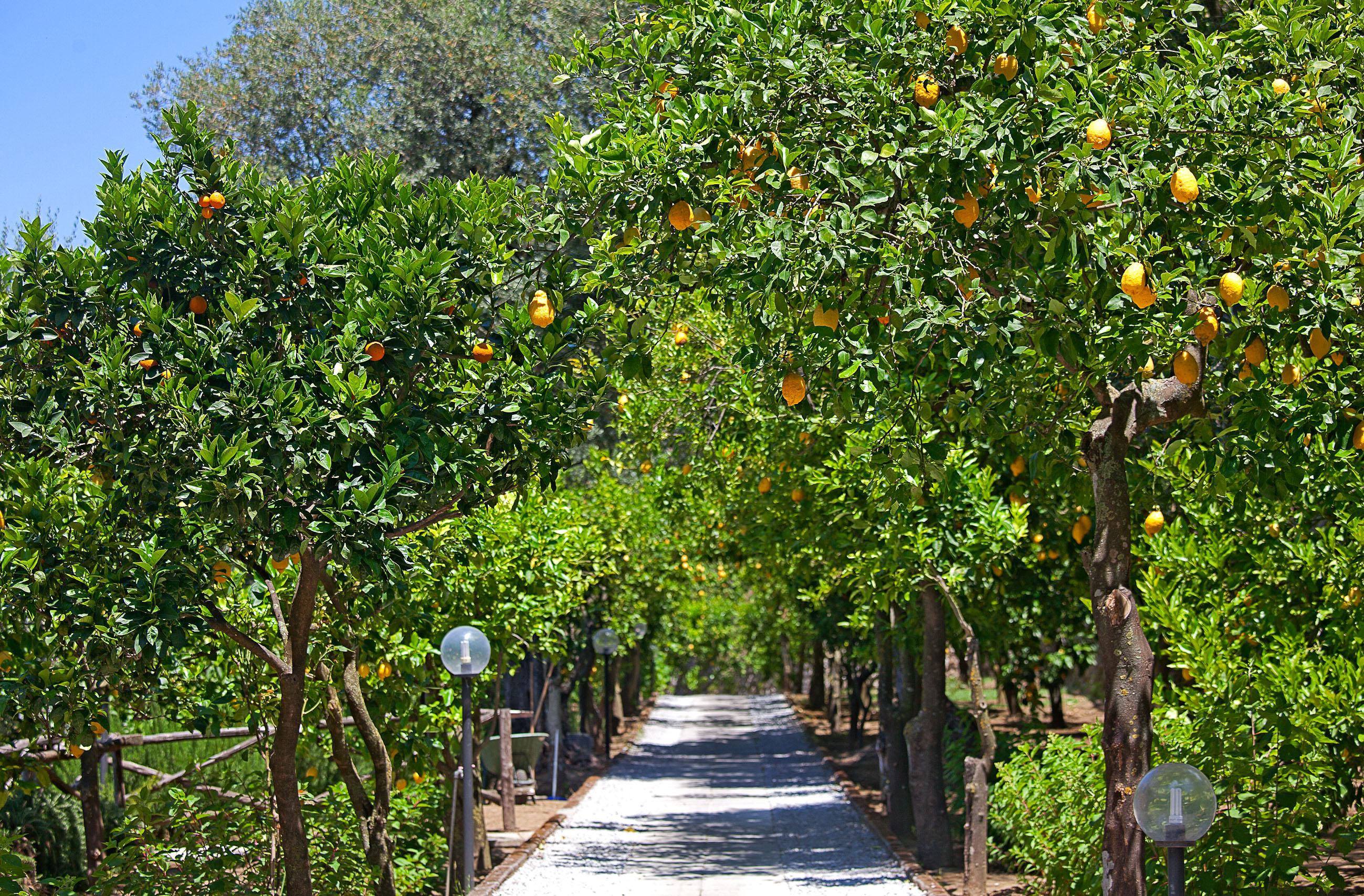 Oriana Relais Bed & Breakfast