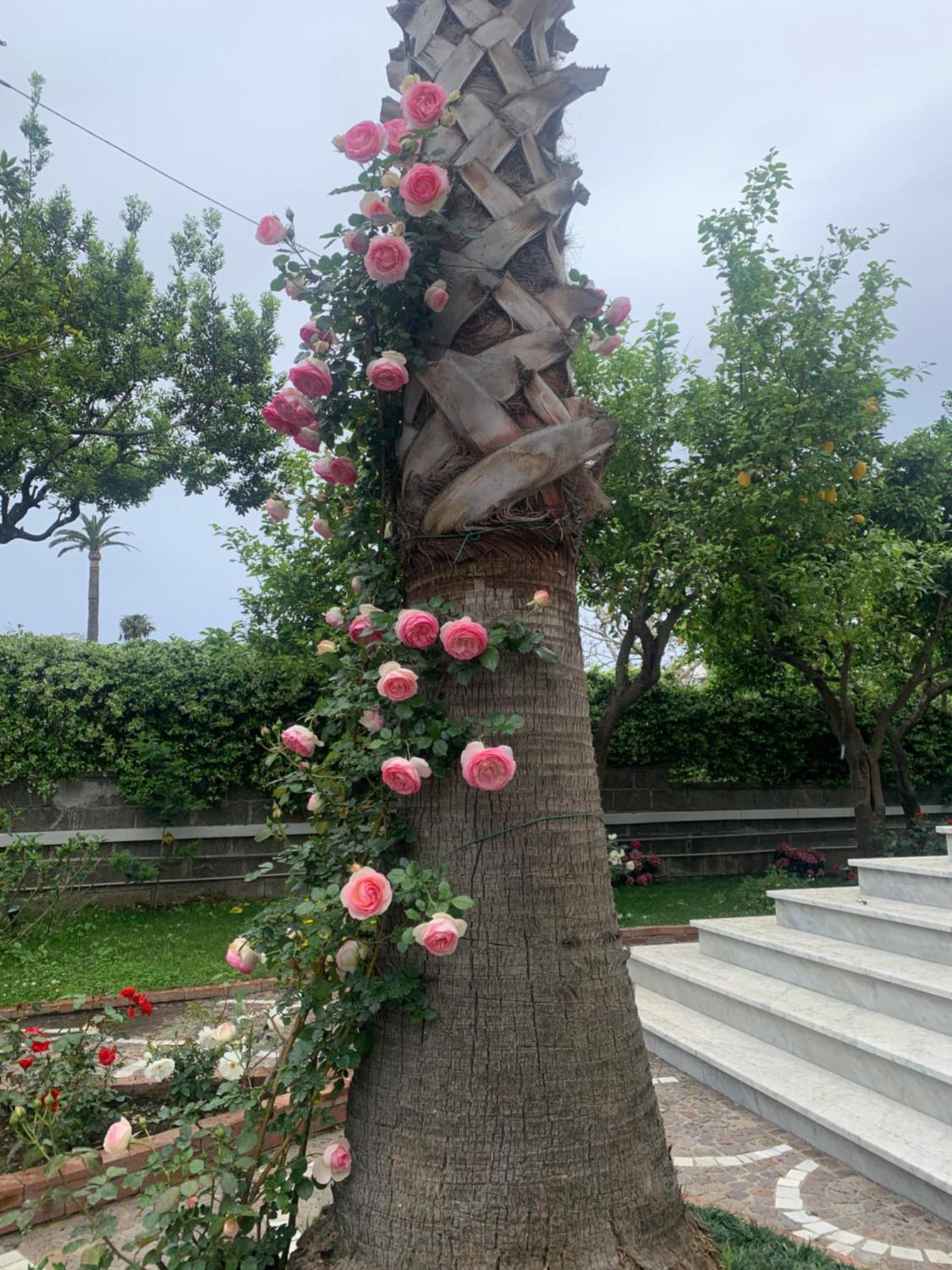 Cettina Boutique Guest house Sorrento
