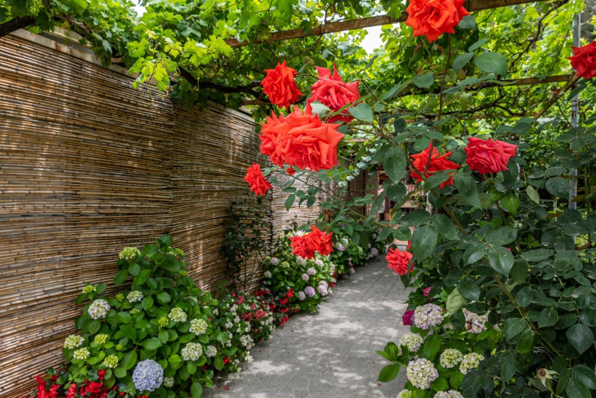 La Natura X6 With Garden And Free Private Parking Villa Sorrento