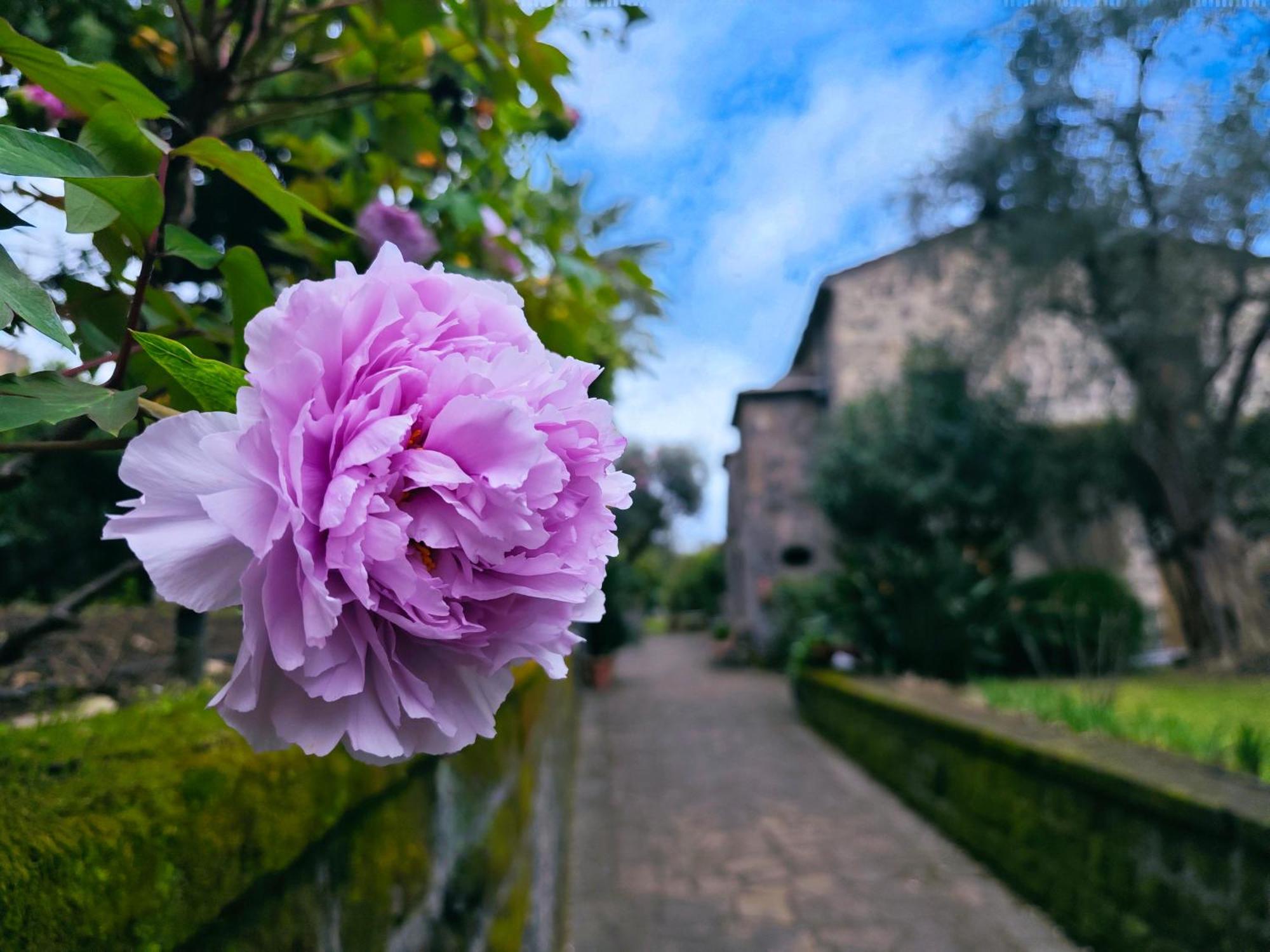 La Neffola Sorrento