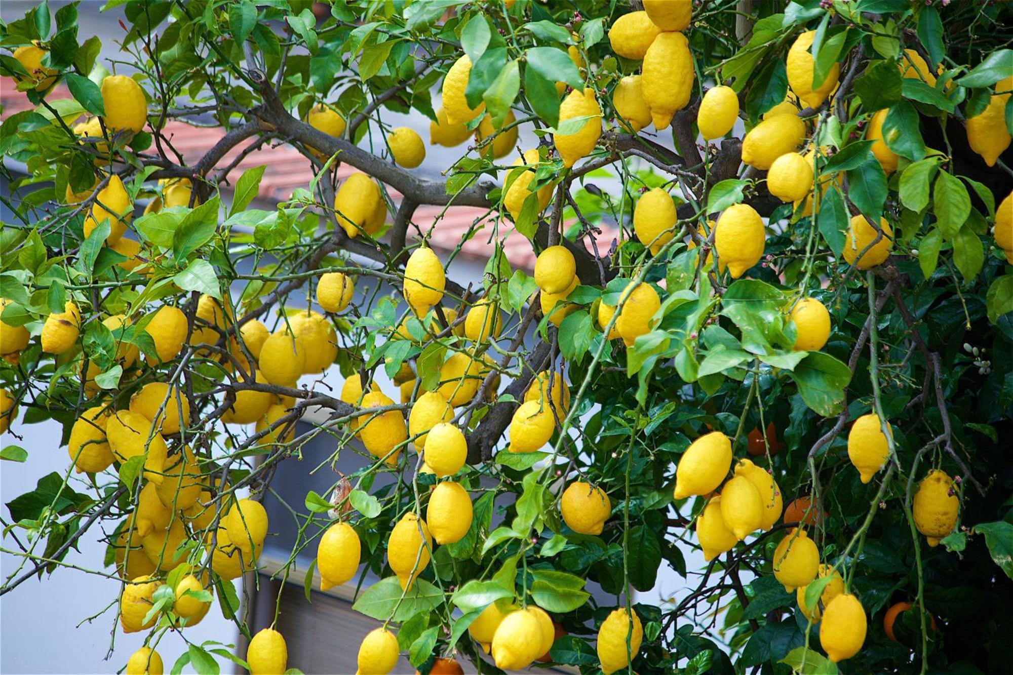 Il Giardino Segreto