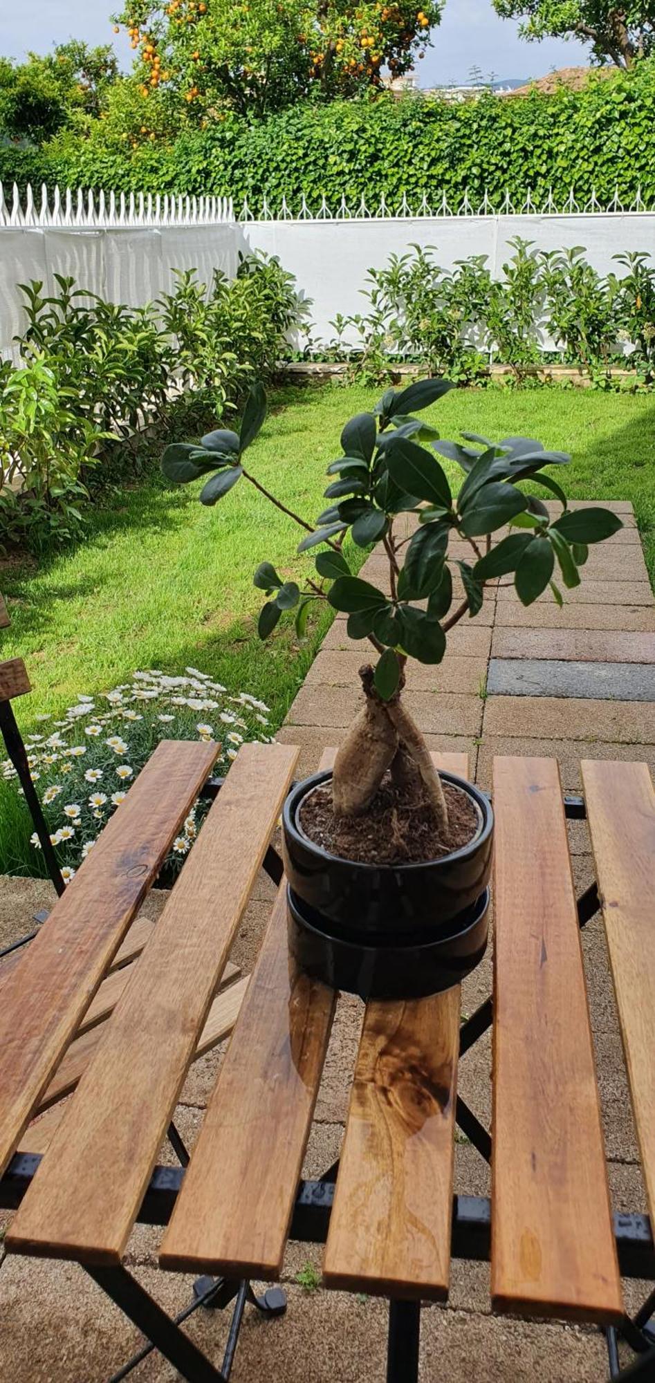Maison Ligea Bed & Breakfast Sorrento