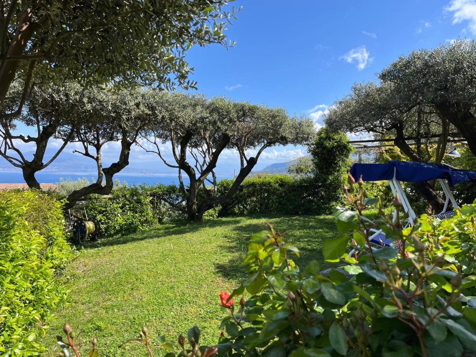 Olive Tree Garden Sorrento