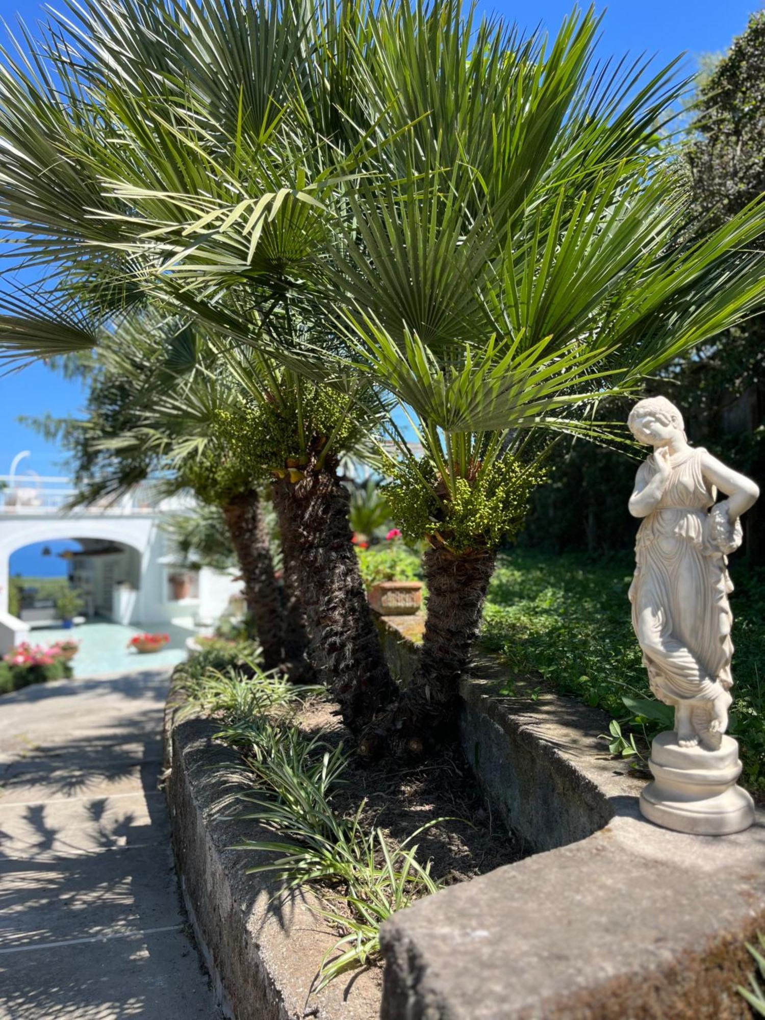 Affittacamere Olive Tree Garden Sorrento