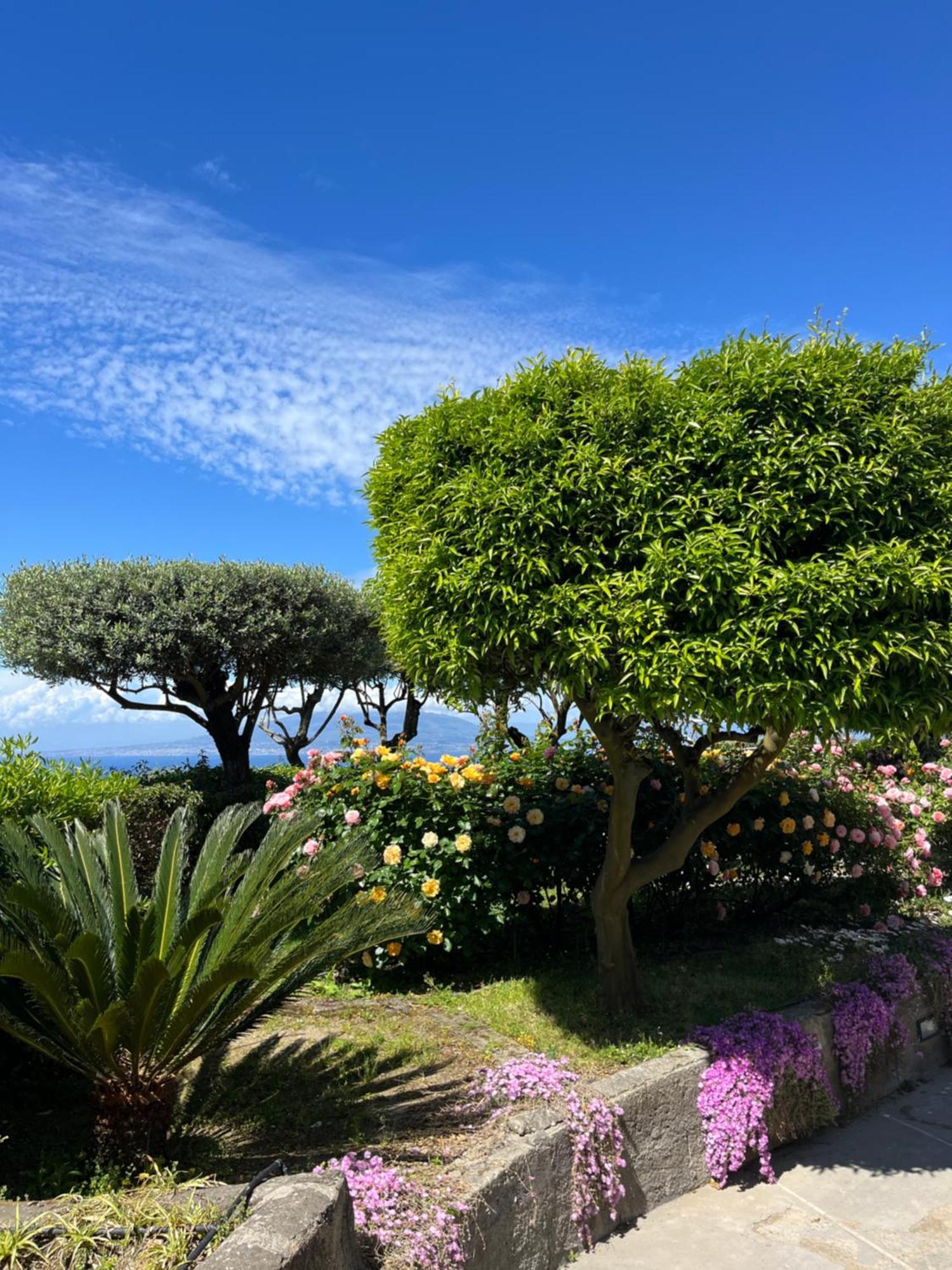 Olive Tree Garden Affittacamere Sorrento