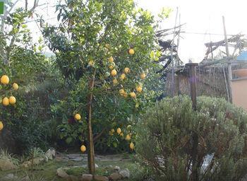 Apartment Casale Nunziatina Sorrento