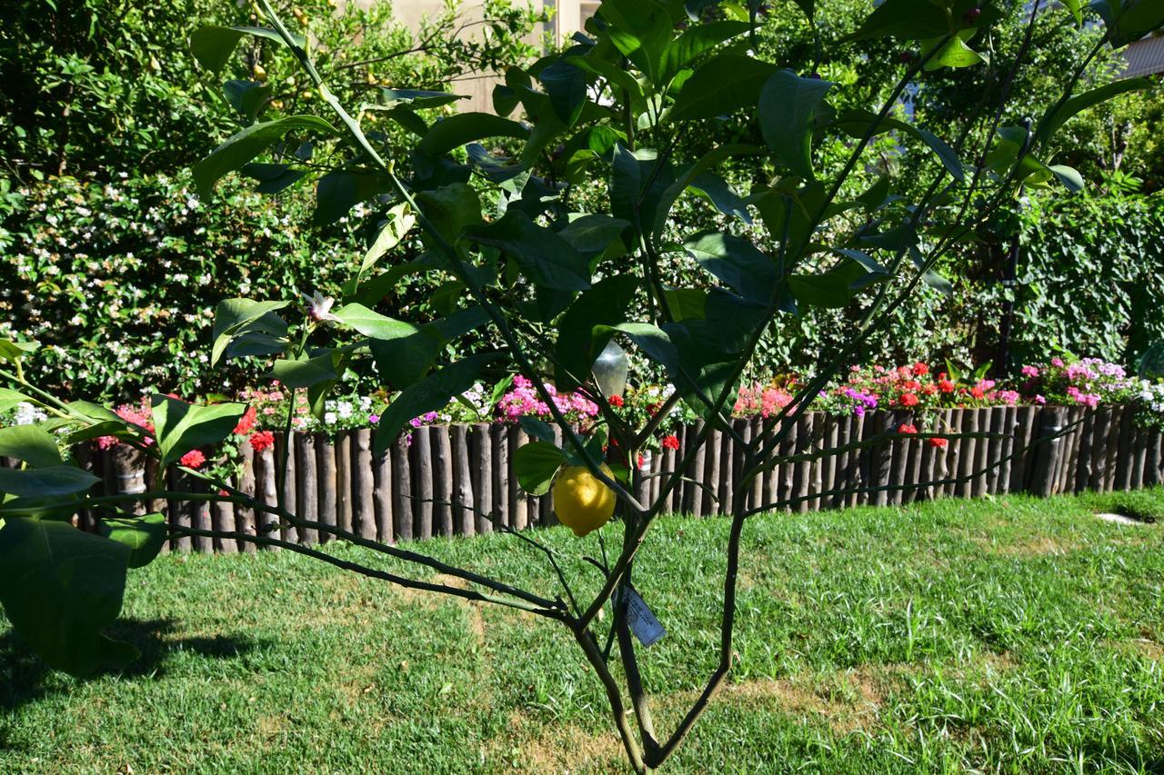 Giardino Sorrentino Sorrento