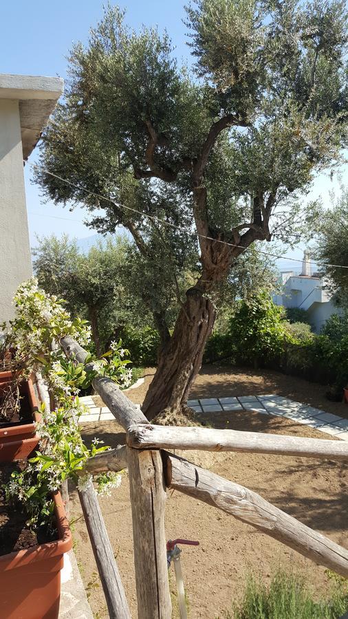 Guest house Garden Sorrento