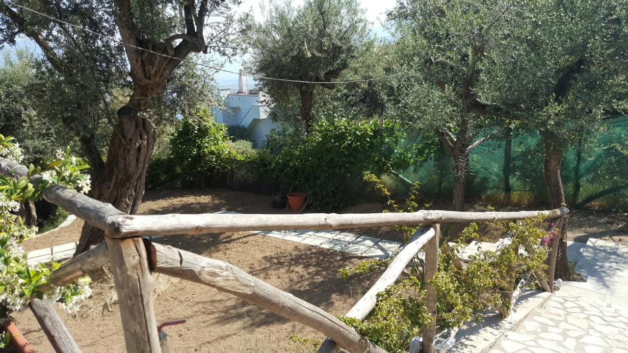 Olive Tree Garden Guest house