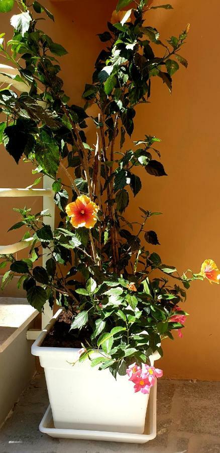 Casa Dominova De Luxe Guest house Sorrento