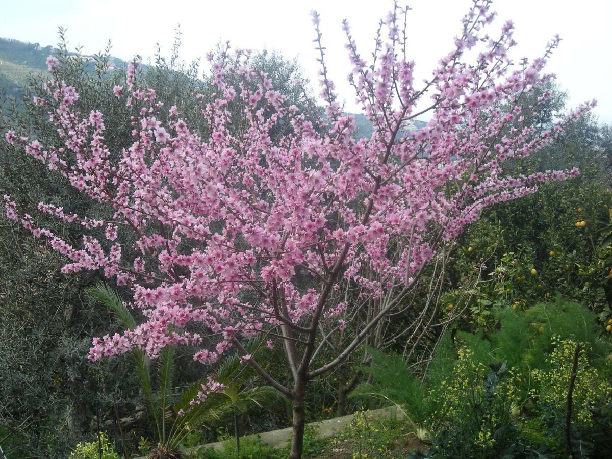 L'arcobaleno Bed & Breakfast Sorrento