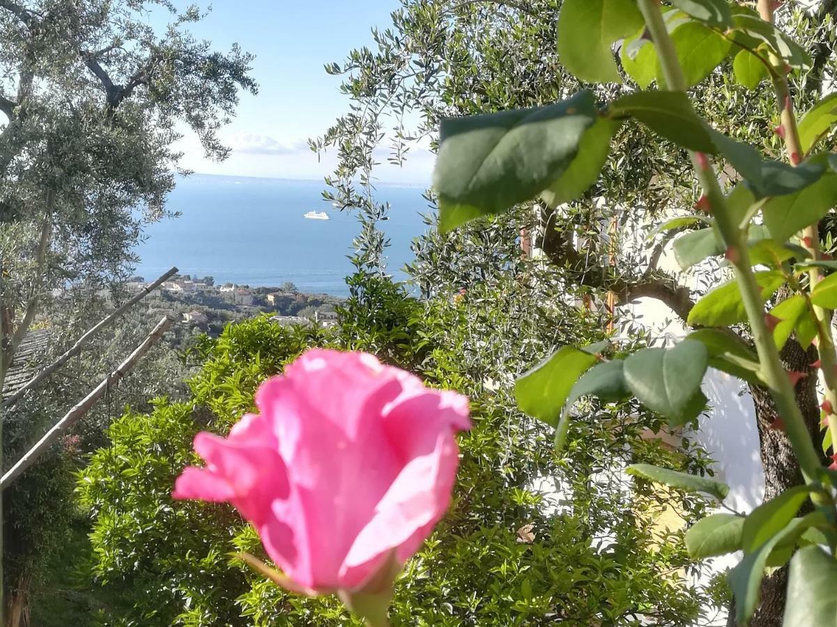 Casa Vacanza L'ulivo Sorrento