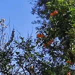 J\'Adore Sorrento