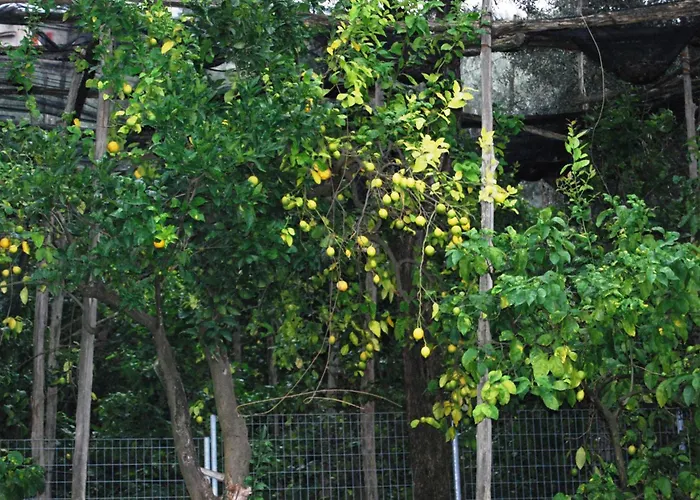 Sorrento Studios Lemons Hill