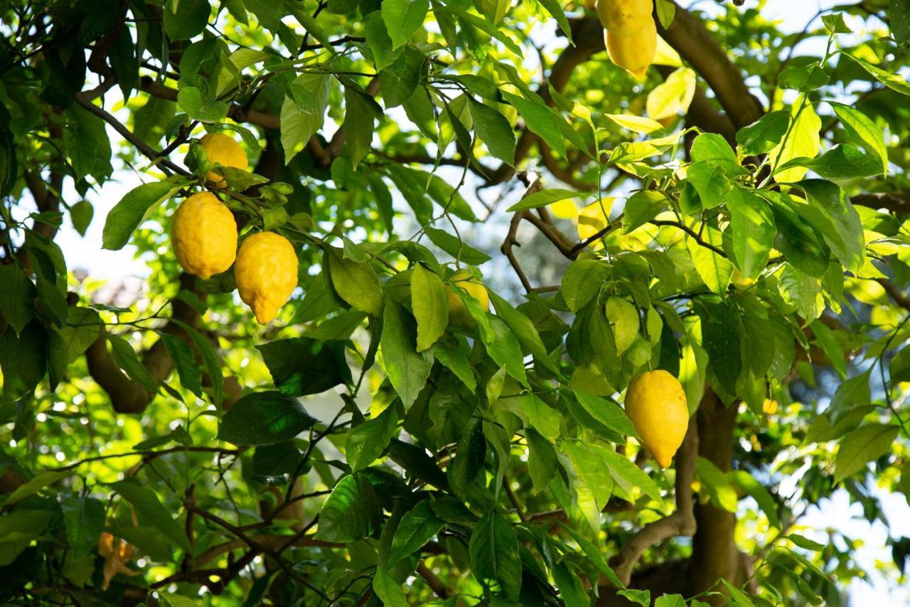 Donna Elisa * Sorrento