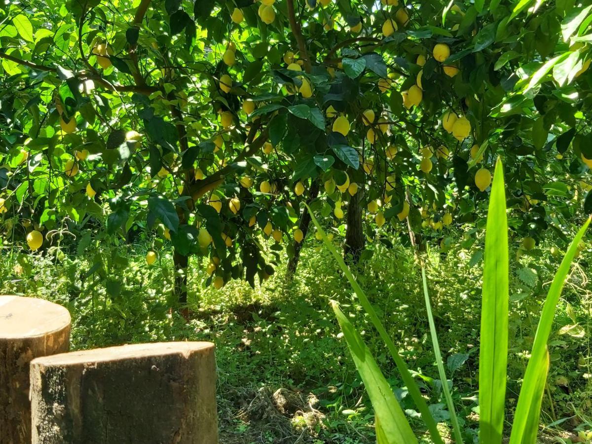 Acomodação com café da manhã  Soso