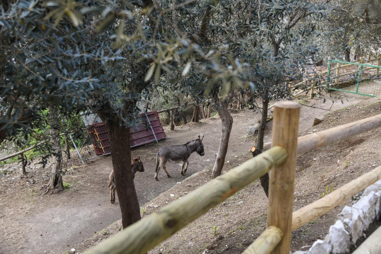 Casale Del Nonno
