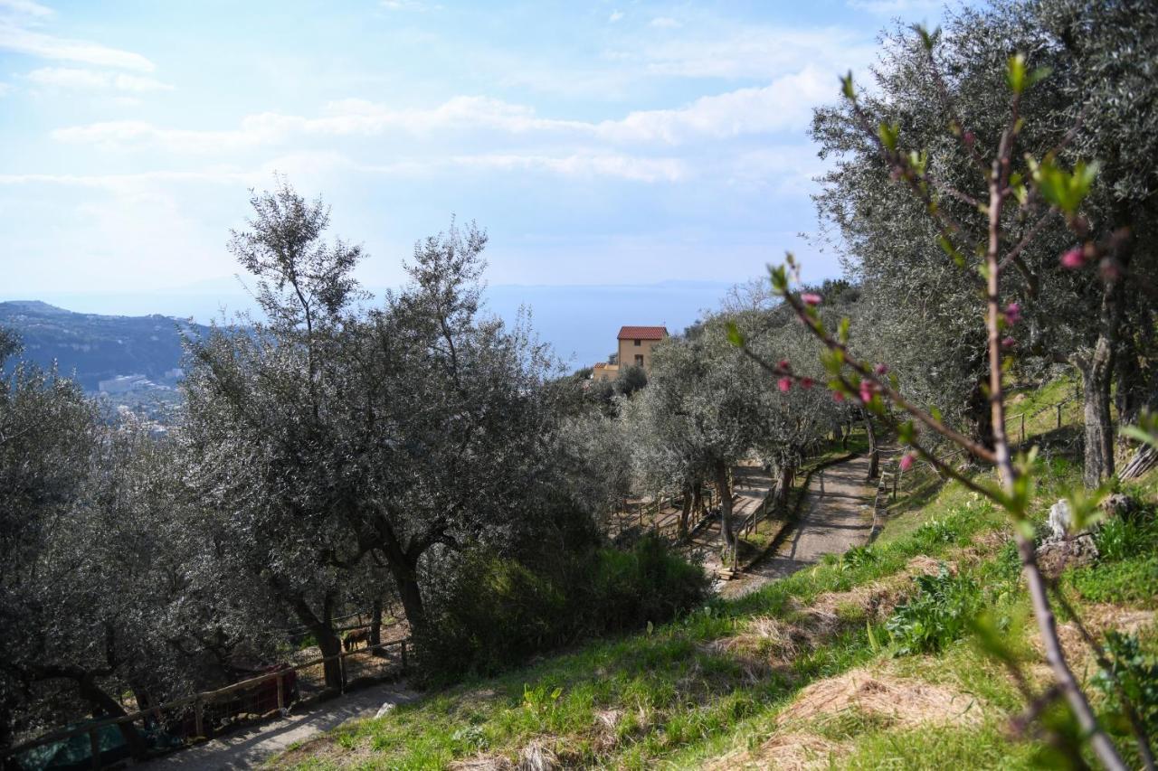 Casale Del Nonno Sorrento