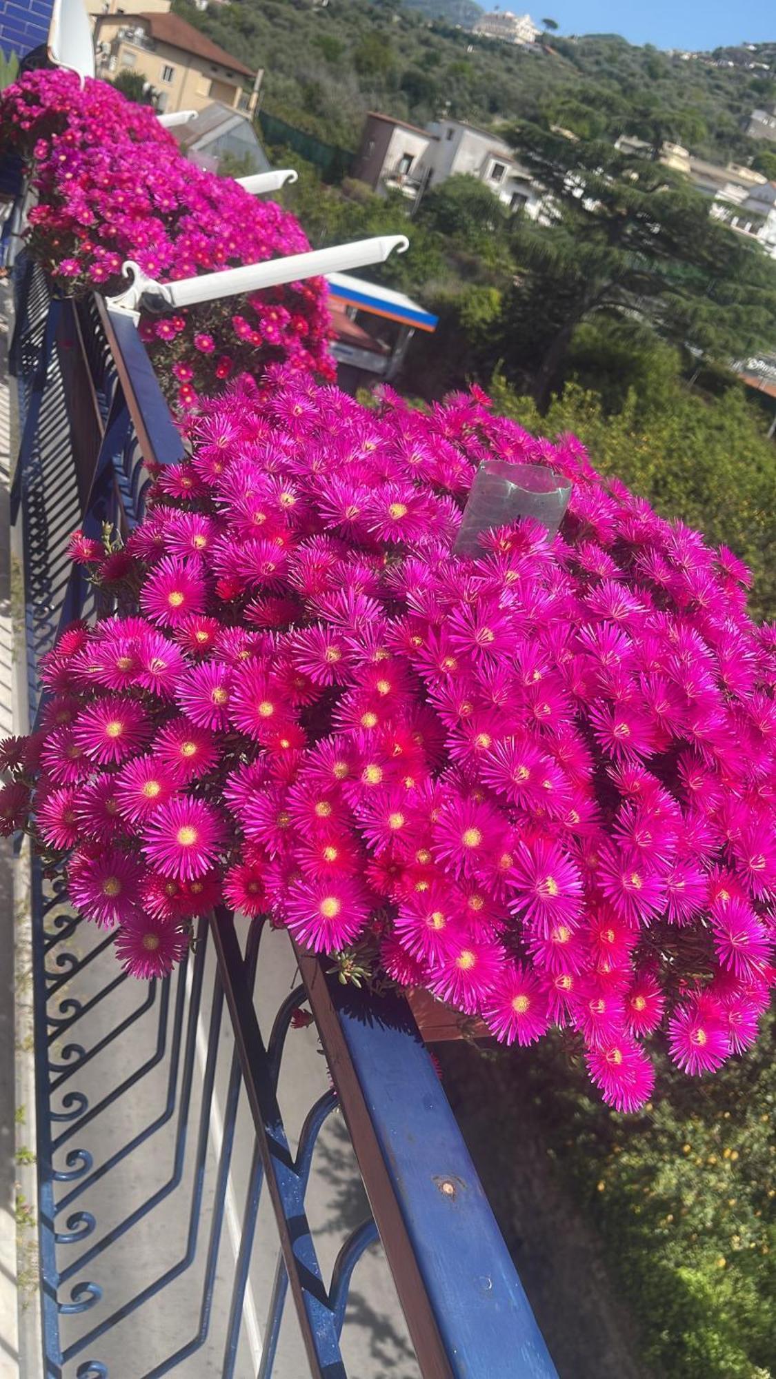 Bougainvillea Relais Guest house 2*