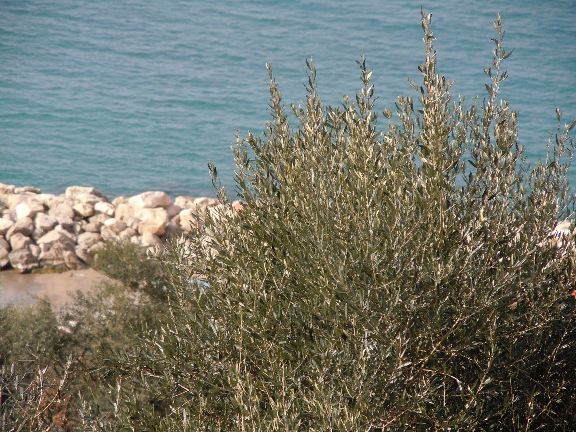 Rosmary - Coast - Gulf Of Naples View