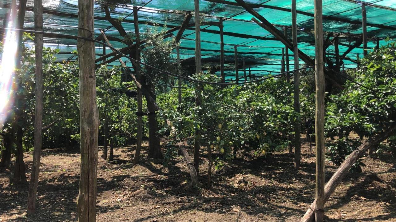 Oasi Madre Della Pace Acomodação com café da manhã  Sorrento